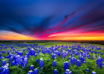 5 Spring Trips In The U.S. To Wildflower Displays And Beyond