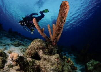 Delfins Beach Resort Bonaire Offers Stunning Lunar Cycle Night Dives