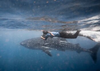 One Whale Shark’s Historic Indian Ocean Migration