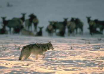 Philanthropy Doesn’t Need Bigger Institutions, It Needs Keystone Actors