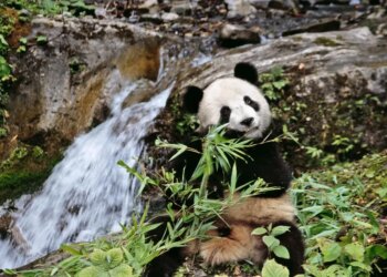 Rolex Awards for Enterprise