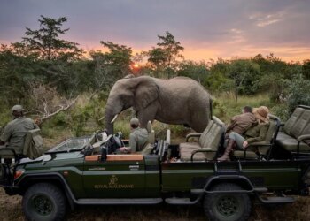 Conservation and safaris in the Greater Kruger, South Africa